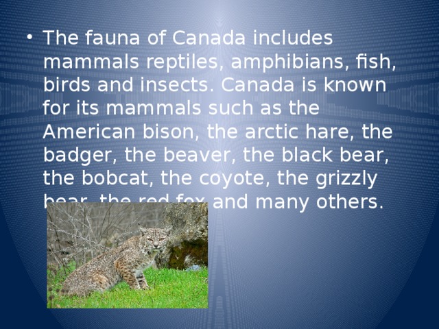 The fauna of Canada includes mammals reptiles, amphibians, fish, birds and insects. Canada is known for its mammals such as the American bison, the arctic hare, the badger, the beaver, the black bear, the bobcat, the coyote, the grizzly bear, the red fox and many others.