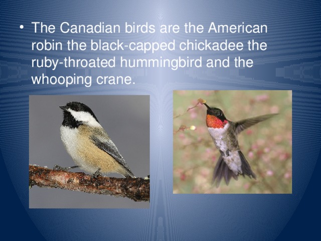 The Canadian birds are the American robin the black-capped chickadee the ruby-throated hummingbird and the whooping crane.