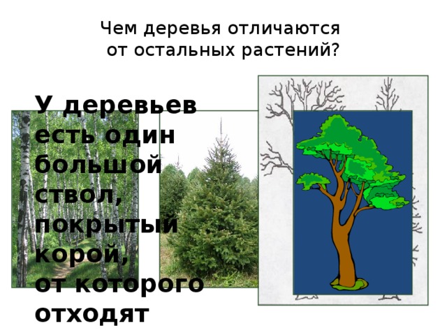 Чем деревья отличаются  от остальных растений? У деревьев есть один большой ствол, покрытый корой, от которого отходят ветви.