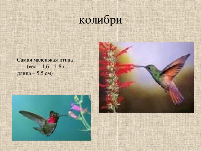 колибри Самая маленькая птица (вес – 1,6 – 1,8 г, длина – 5,5 см)