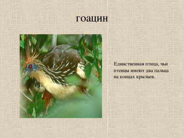 гоацин  Единственная птица, чьи птенцы имеют два пальца на концах крыльев.