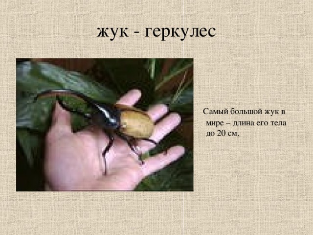 жук - геркулес  Самый большой жук в мире – длина его тела до 20 см.