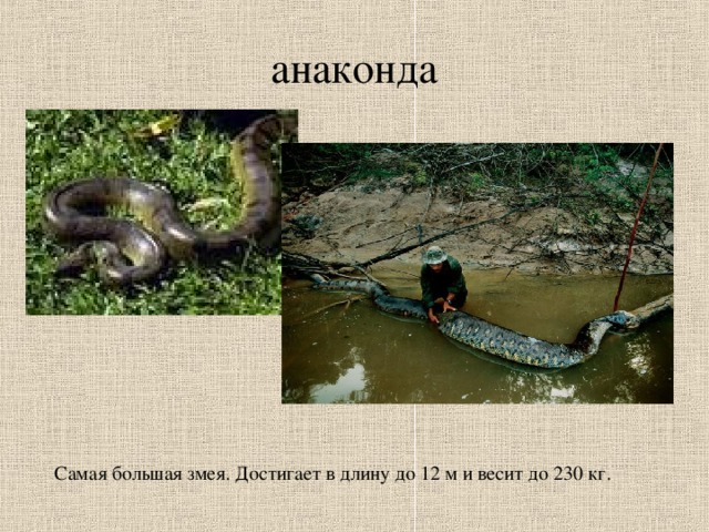 анаконда Самая большая змея. Достигает в длину до 12 м и весит до 230 кг.