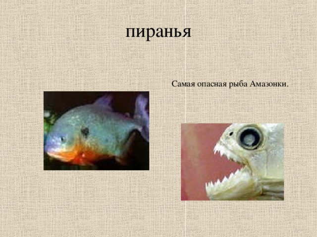 пиранья Самая опасная рыба Амазонки.