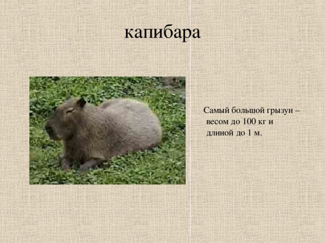 капибара  Самый большой грызун – весом до 100 кг и длиной до 1 м.