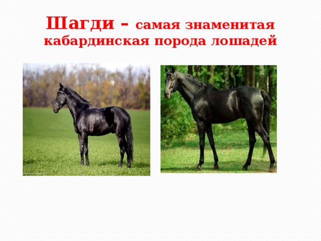 Шагди – самая знаменитая кабардинская порода лошадей