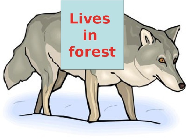 Lives in forest