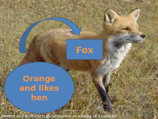 Fox Orange and likes hen