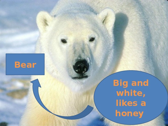 Bear Big and white, likes a honey