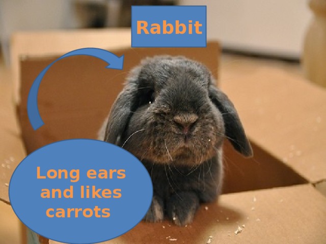 Rabbit Long ears and likes carrots