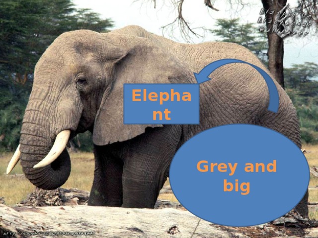 Elephant Grey and big