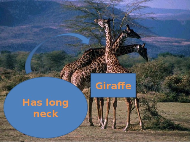 Giraffe Has long neck