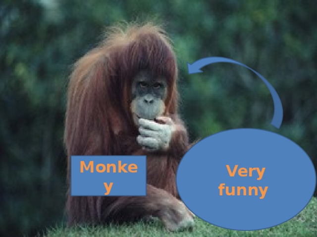 Very funny Monkey