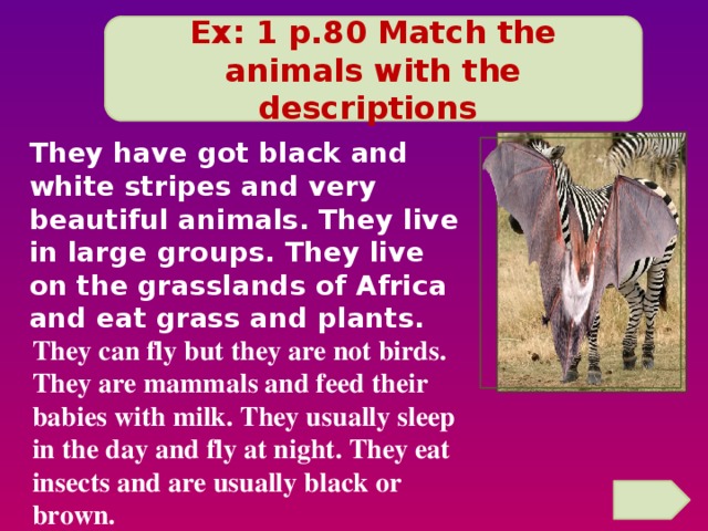 Ex: 1 p.80 Match the animals with the descriptions         They can fly but they are not birds. They are mammals and feed their babies with milk. They usually sleep in the day and fly at night. They eat insects and are usually black or brown. They have got black and white stripes and very beautiful animals. They live in large groups. They live on the grasslands of Africa and eat grass and plants.