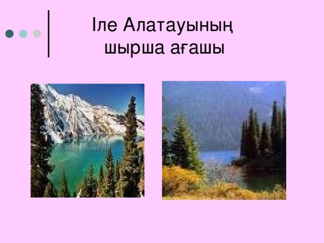 Іле Алатауының  шырша ағашы