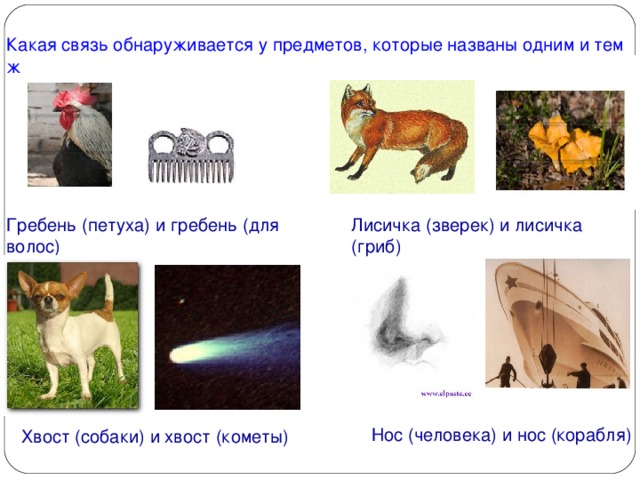 Какая связь обнаруживается у предметов, которые названы одним и тем же словом? Гребень (петуха) и гребень (для волос) Лисичка (зверек) и лисичка (гриб)  Нос (человека) и нос (корабля) Хвост (собаки) и хвост (кометы)