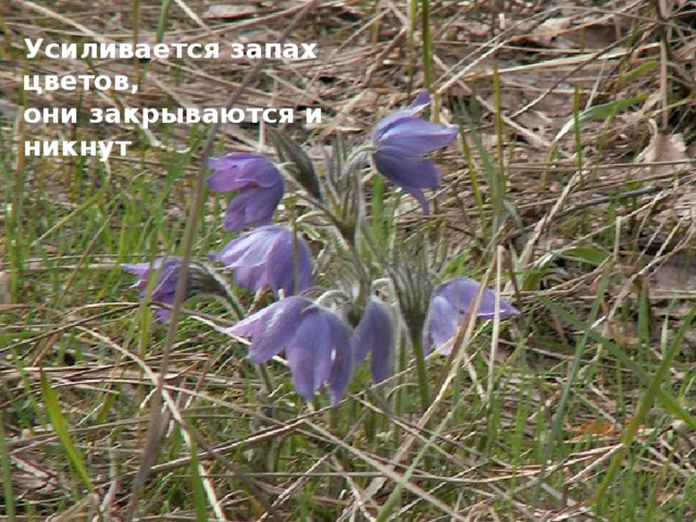 Усиливается запах цветов, они закрываются и никнут