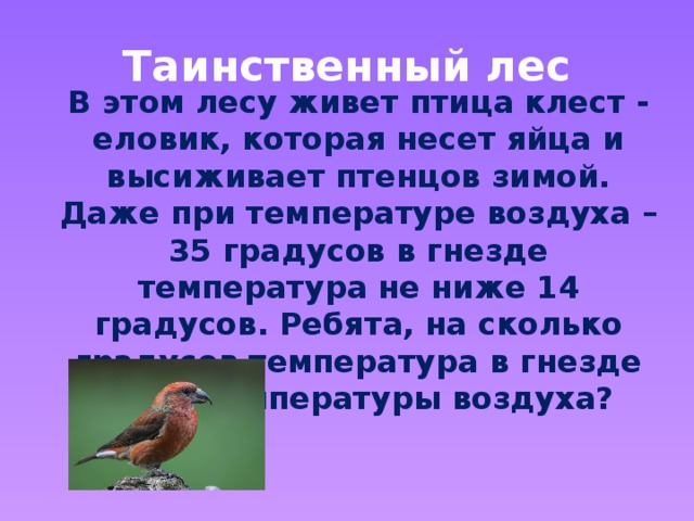 Таинственный лес  В этом лесу живет птица клест - еловик, которая несет яйца и высиживает птенцов зимой. Даже при температуре воздуха – 35 градусов в гнезде температура не ниже 14 градусов. Ребята, на сколько градусов температура в гнезде выше температуры воздуха?