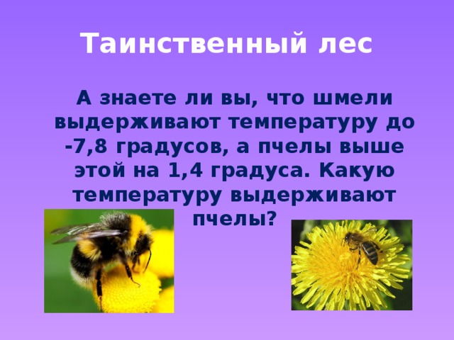 Таинственный лес  А знаете ли вы, что шмели выдерживают температуру до -7,8 градусов, а пчелы выше этой на 1,4 градуса. Какую температуру выдерживают пчелы?