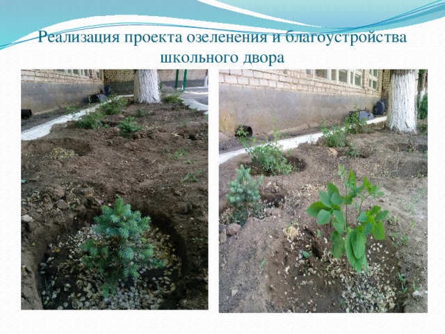 Реализация проекта озеленения и благоустройства школьного двора