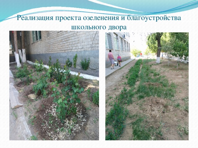 Реализация проекта озеленения и благоустройства школьного двора