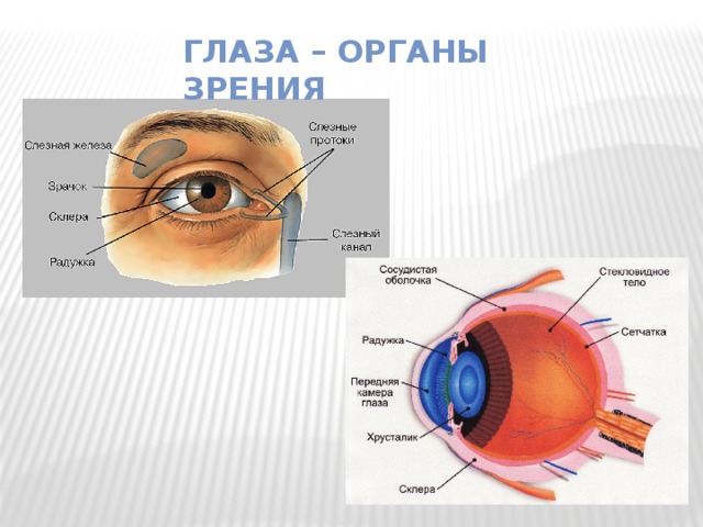 Глаза – органы зрения