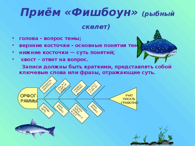 ОРФОГ- РАММЫ УЧАТ ПИСАТЬ ГРАМОТНО ПОКАЗАТЕЛЬ МЯГКОСТИ СУЩ. Ж. Р. С ШИП. НА КОНЦЕ РАЗДЕЛИ ТЕЛЬНЫЙ Ь ГЛ. 2-ГО Л. С ЛИЧ. ОК. ЗАПОМ-НИТЬ ЗНАТЬ ПРАВИЛО ЗНАТЬ ПРАВИЛО В КОРНЕ ПЕРЕД БУКВАМИ Е, Ё, Ю, Я, И Приём «Фишбоун» (рыбный скелет)  голова - вопрос темы; верхние косточки - основные понятия темы; нижние косточки — суть понятий;  хвост – ответ на вопрос.  Записи должны быть краткими, представлять собой ключевые слова или фразы, отражающие суть.