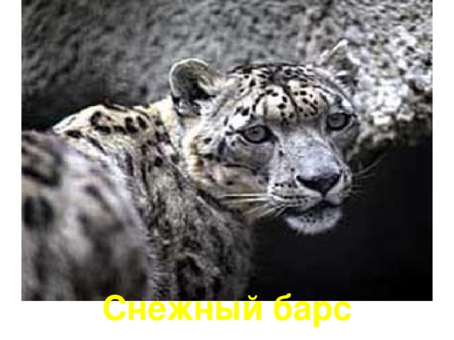 Снежный барс