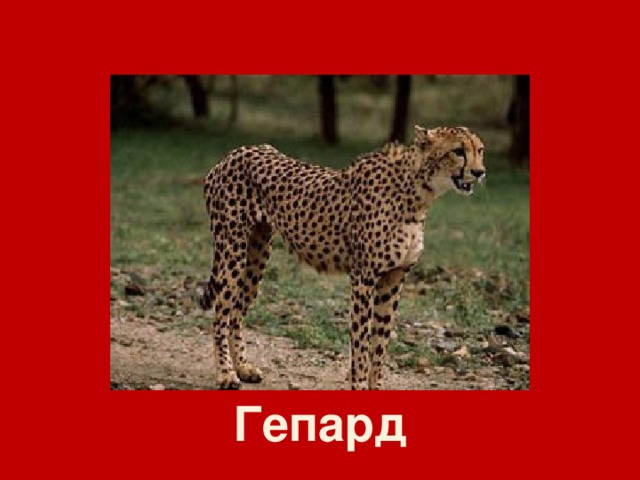 Гепард