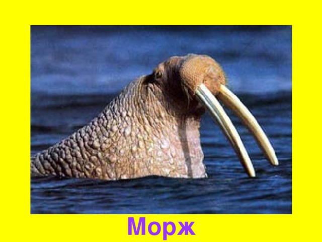 Морж