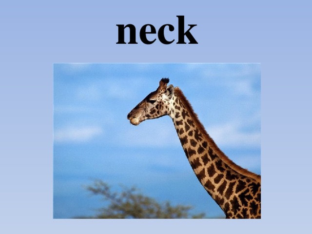 neck