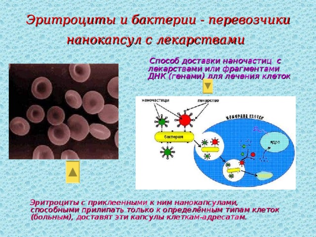 Эритроциты и бактерии - перевозчики нанокапсул с лекарствами   Способ доставки наночастиц с лекарствами или фрагментами ДНК (генами) для лечения клеток  Эритроциты с приклеенными к ним нанокапсулами, способными прилипать только к определённым типам клеток (больным), доставят эти капсулы клеткам-адресатам.