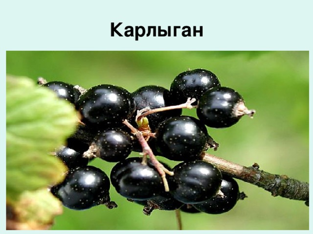 Карлыган