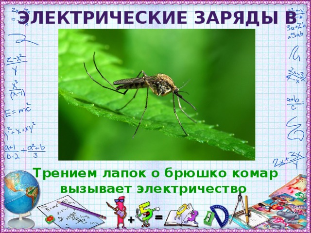 Электрические заряды в природе Трением лапок о брюшко комар вызывает электричество