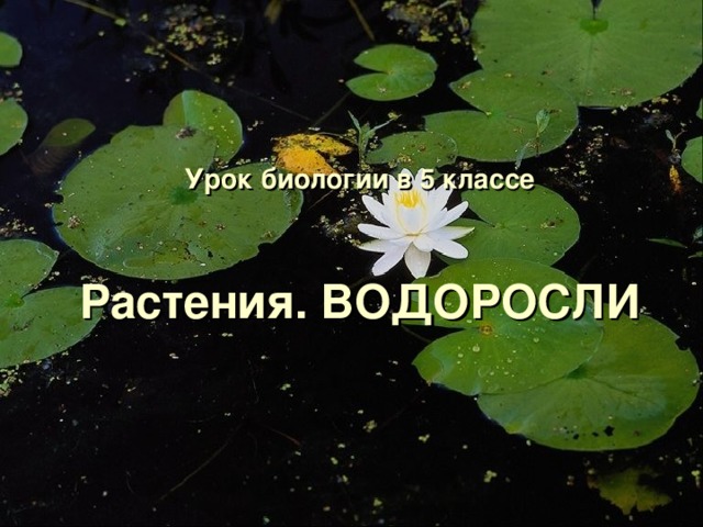 Урок биологии в 5 классе   Растения. ВОДОРОСЛИ