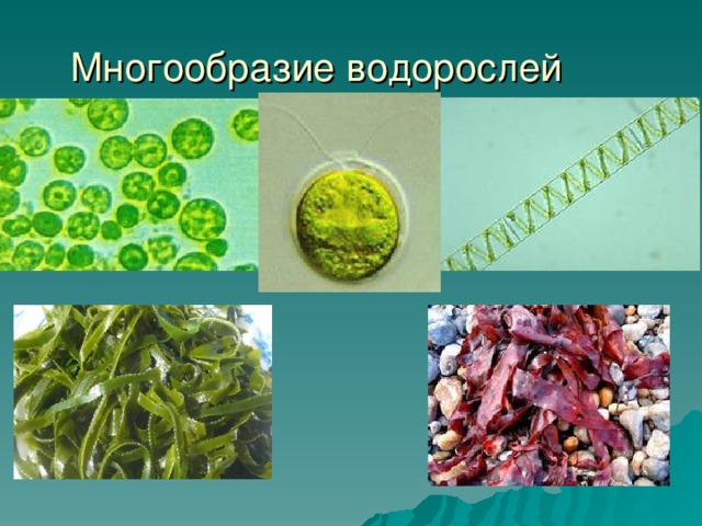 Многообразие водорослей
