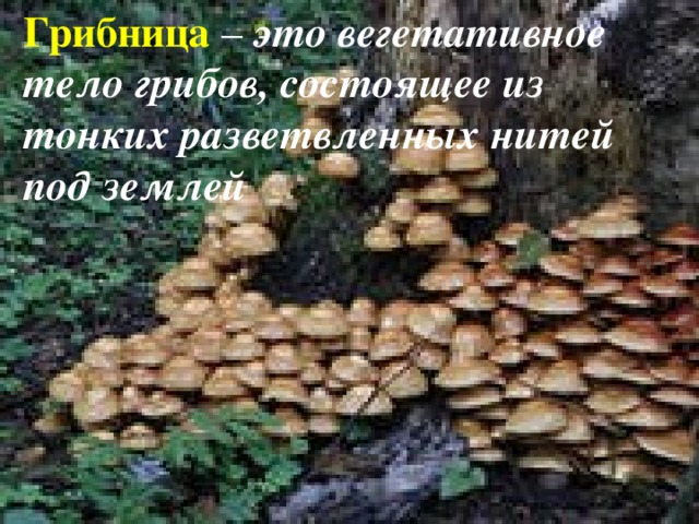 Грибница – это вегетативное тело грибов, состоящее из тонких разветвленных нитей под землей