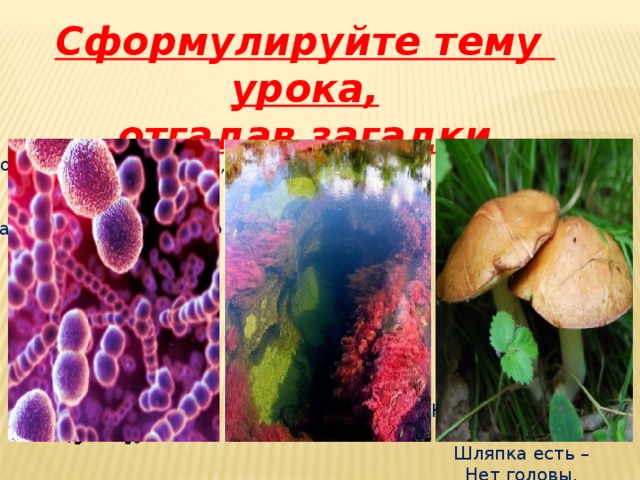 Какая среда жизни населена бактериями грибами водорослями. Простейшие, грибы, водоросли. Загадки на тему бактерии. Грибы и водоросли грибы и зеленые серные бактерии. Гибрид гриба и водоросли.
