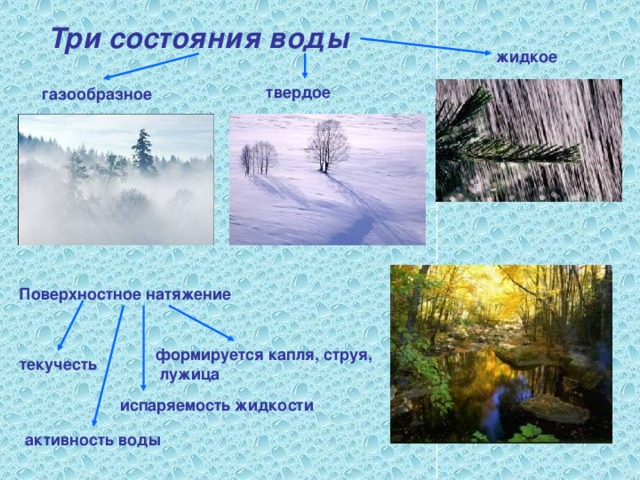 Три состояния воды жидкое твердое газообразное Поверхностное натяжение формируется капля, струя,  лужица  текучесть испаряемость жидкости  активность  воды