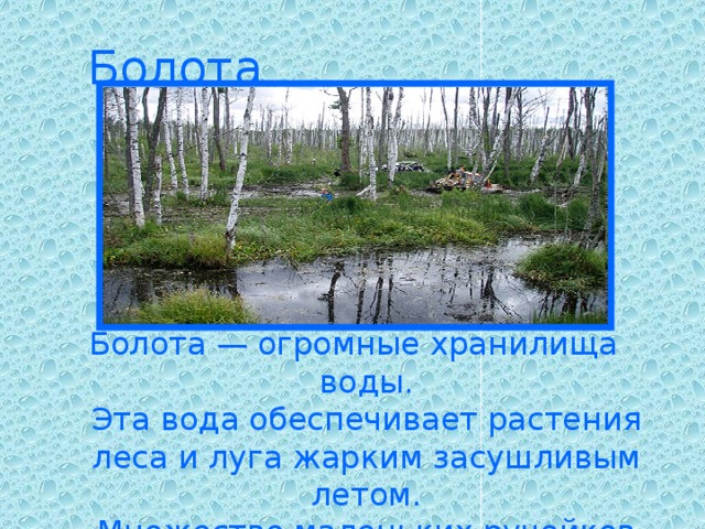 Болота Болота — огромные хранилища воды.  Эта вода обеспечивает растения леса и луга жарким засушливым летом.  Множество маленьких ручейков вытекает из болота.