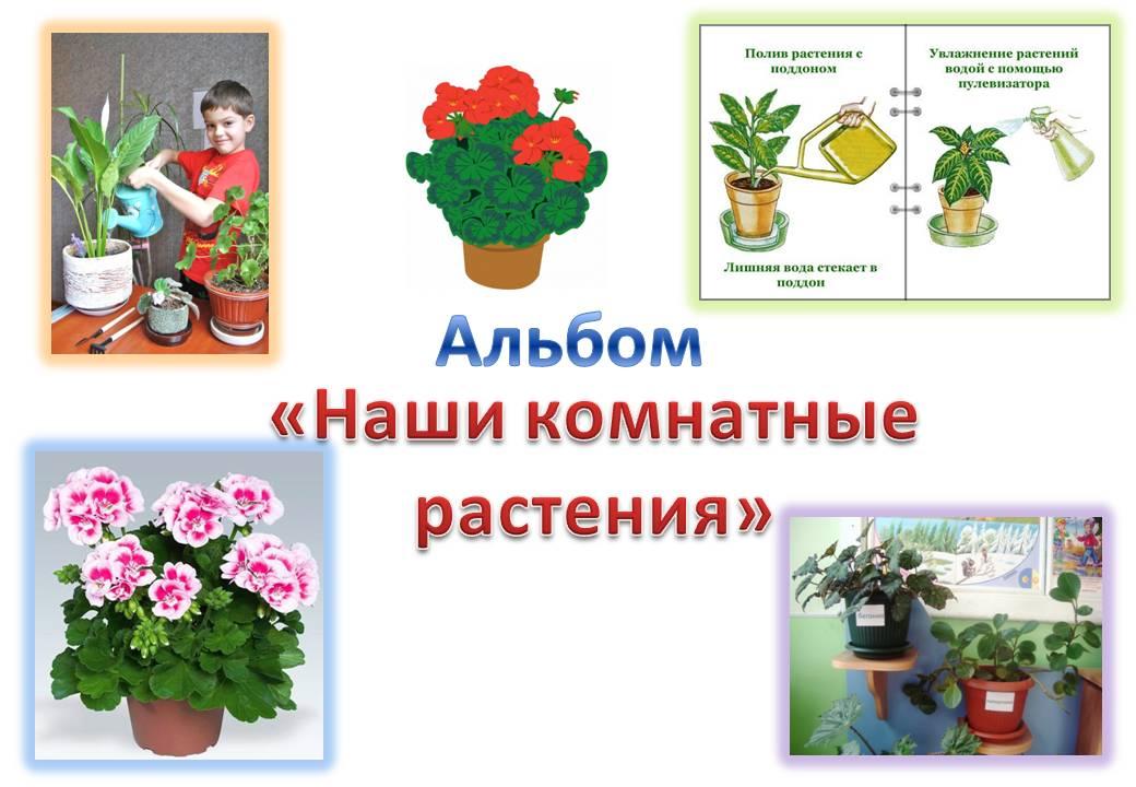 Комнатные растения первая младшая группа. Комнатные растения для детсада. Комнатные растения для дошкольников. Комнатные цветы в детском саду. Комнатные растения в ДОУ.