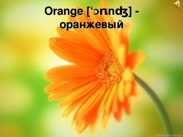Orange [‘ Ɔ r ι nʤ] - оранжевый