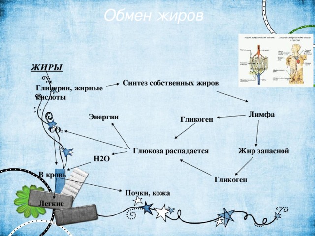 Обмен жиров ЖИРЫ Синтез собственных жиров Глицерин, жирные кислоты Лимфа Энергии Гликоген СO 2 Глюкоза распадается Жир запасной H2O В кровь Гликоген Почки, кожа Легкие