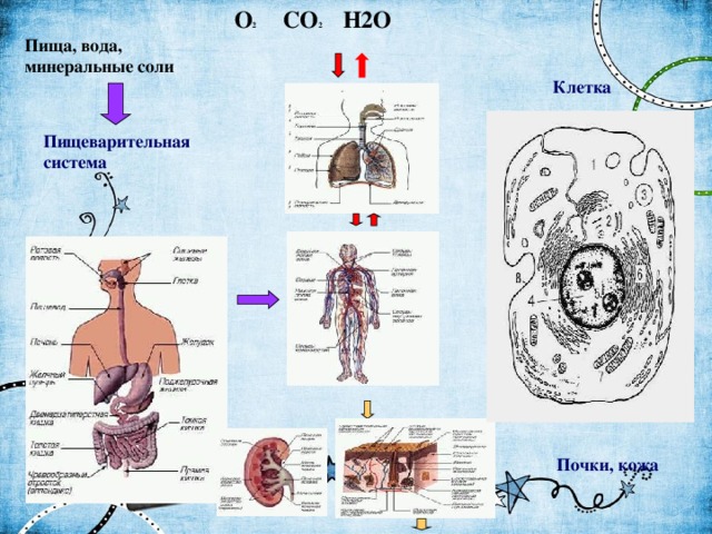 O 2 CO 2 H2O Пища, вода, минеральные соли Клетка Пищеварительная  система Дыхательная система  Почки, кожа