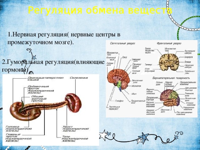 Обмен веществ промежуточный мозг. Гуморальная регуляция обмена веществ. Нервная и гуморальная регуляция обмена веществ. Регуляция обмена веществ нервная система. Регуляция метаболизма в мозге.