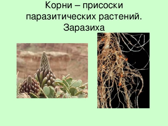 Корни – присоски паразитических растений. Заразиха