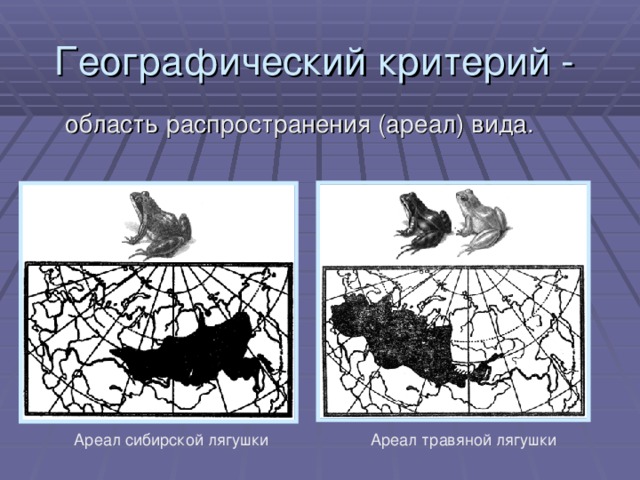 Географический критерий -  область распространения (ареал) вида. Ареал сибирской лягушки Ареал травяной лягушки
