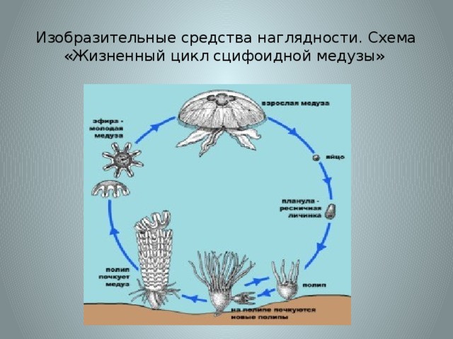 Изобразительные средства наглядности. Схема «Жизненный цикл сцифоидной медузы»