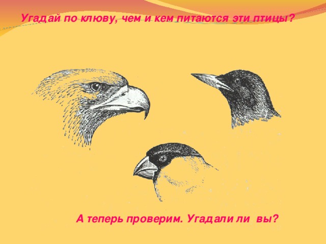 Угадай по клюву, чем и кем питаются эти птицы? А теперь проверим. Угадали ли вы?