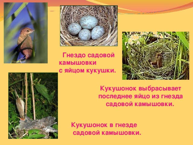 Гнездо садовой камышовки с яйцом кукушки.  Кукушонок выбрасывает последнее яйцо из гнезда садовой камышовки.  Кукушонок в гнезде  садовой камышовки.